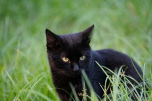 如何判断一只猫咪是好猫？（寻找完美宠物伴侣的关键特征）