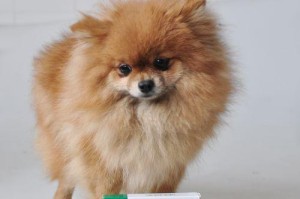 狗感冒发热该吃什么药？（治疗狗狗感冒发热的有效药物有哪些？）