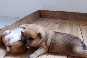初生小狗饮奶频率调控的重要性（科学喂养，助力小狗健康成长）