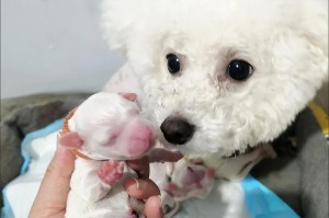 泰迪产后护理（了解泰迪产后需求，为母犬和幼崽提供适当的护理和关怀）