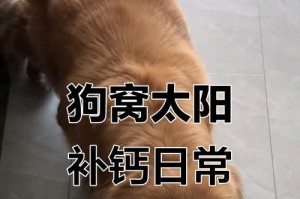 幼犬需要晒太阳的重要性（幼犬晒太阳的最佳时间和注意事项）