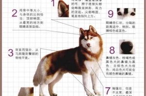 哈士奇换毛期需要多久？（了解哈士奇换毛周期及照顾方法）