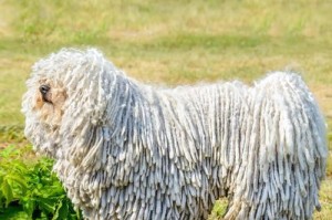 成年拖把狗和可蒙犬的价格与饲养方法（探究成年拖把狗和可蒙犬的价格区间以及适合它们的饲养方法）