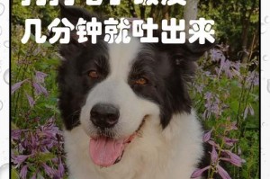 狗狗呕吐的类型及判断方法（了解不同类型的狗狗呕吐，保护它们的健康）