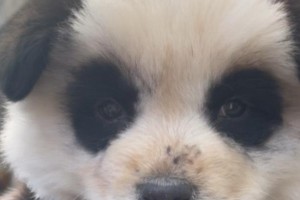 探索熊猫狗狗的身世之谜（揭秘熊猫狗狗的神秘品种起源与特征）