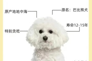 养一只“比熊”需要多少钱？（了解比熊养育的费用和预算）