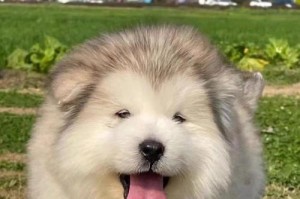 阿拉斯加犬与柴犬（从被压制到压制，柴犬的命运改变了）