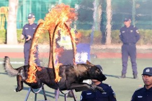 我国国内的警犬品种及其历史