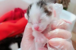 探秘美国短毛猫的可爱新生命（揭开美国短毛猫初生时的神秘面纱）