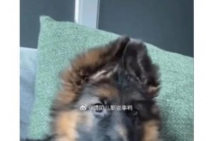 为什么以德牧犬的养育人数相对较少？（探讨以德牧犬养育人数稀少的原因及解决方法）