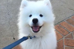 以萨摩能吃哪些蔬菜？（探索适合萨摩犬的蔬菜种类及其营养价值）