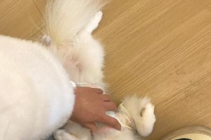 最常见的6种宠物犬的价格标准（了解各种宠物犬的价格趋势及市场变动）