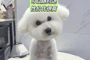 选择适合养宠的小型犬，增添家庭的快乐（探索小型犬中最适合家庭养宠的品种）