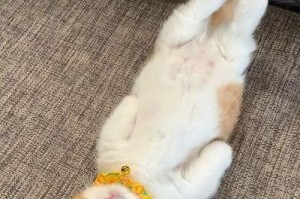 揭秘猫咪爪子的多重作用（猫咪爪子除了卖萌，还有这几个重要作用，你知道吗？）