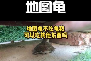 地图龟的饮食习惯与喂养频率（探索地图龟喜欢吃什么以及多久喂一次）