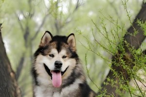成年阿拉斯加犬的合理狗粮摄入量（探究阿拉斯加犬每日饮食需求的科学依据）