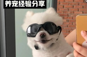 泰迪髌骨僵硬的饮食调理方案（泰迪髌骨僵硬的狗粮选择与食物搭配）