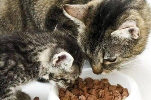 小猫咪吃什么办法？（全能的小猫咪究竟吃什么？怎样解决这个问题？）