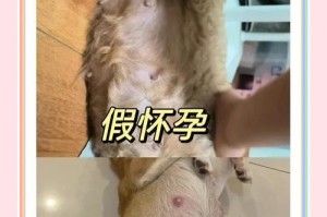 狗狗怀孕生产前的症状（了解狗狗怀孕生产前的迹象，保障它的健康和安全）