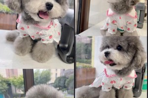 小泰迪断奶时机及注意事项（从出生到断奶，科学护理小泰迪）