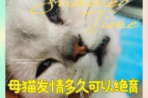 猫手术的时长与注意事项（了解猫手术所需的时间和注意事项）