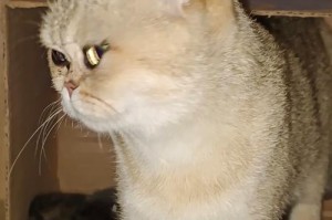 猫的繁殖周期及生育时间（解析猫咪的繁殖过程和生育期间的注意事项）