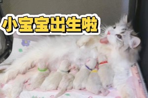 猫咪的生产期（从受孕到生产，猫咪的妊娠周期和分娩时长）