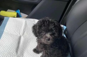 泰迪犬的价格及饲养准备（了解泰迪犬的市场价格和养护要点，让你的泰迪宝贝健康快乐成长）