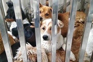 选择合适的狗狗安乐药物（给狗狗用药需要谨慎选择，）
