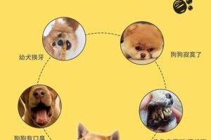 狗狗的磨牙期（磨牙期持续时间、症状和应对策略）