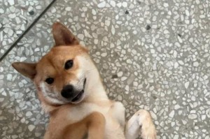 柴犬为什么不走？（探究柴犬特有的行为特点以及可能的原因）