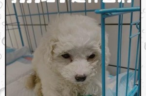 春季狗狗易患疾病的防控（春季狗狗易患疾病的原因及预防方法）
