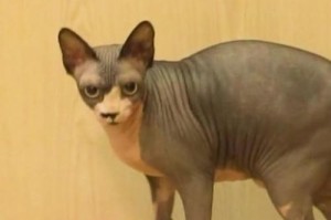 猫科动物中训练能力出众的猫（探秘猫科动物训练中的明星猫——美国短毛猫）
