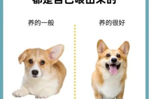 柯基犬的价格和养护指南（柯基犬的价格、饲养费用及养护要点一网打尽）