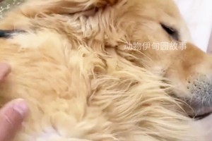 狗狗癫痫（狗狗癫痫的主要症状及其——抽搐）