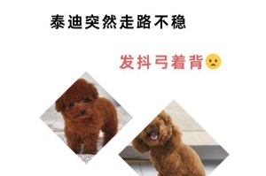 为什么泰迪会站着走路？（探索泰迪独特的站立行走方式）