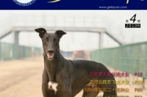 成年灵缇狗的价格及适养人群（了解成年灵缇狗的价格和适养条件，找到最合适的宠物伴侣）
