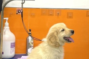 幼犬生长发育之营养需求与喂养比例（以多吃点才能快高长大？探究幼犬营养需求和适宜喂养比例）