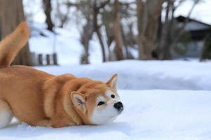 柴犬（柴犬的寿命和智商解析）