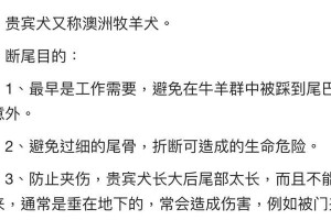 以泰迪多久断尾好？（探讨泰迪断尾的最佳时机及注意事项）