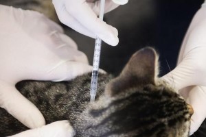 猫咪疫苗接种指南（了解猫咪需要接种的疫苗以及不需要接种的疫苗）