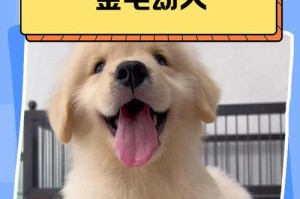 金毛幼犬的适宜食物（了解金毛幼犬的饮食需求，提供健康饮食）