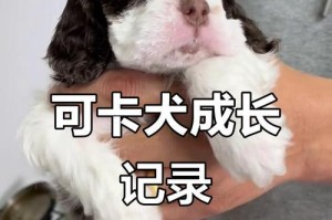 可卡犬——价格、性格与照顾一览（可爱的伙伴，了解可卡犬的重要指南）