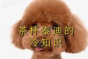 泰迪犬的冷知识（揭秘泰迪犬名字的由来及其丰富的历史背景）