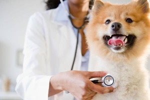 土狗为何能够冻不死？（探秘土狗适应寒冷环境的生理特点）