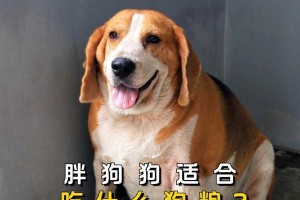泰迪狗狗的饮食搭配（为你的泰迪宠物提供丰富多样的饮食选择）