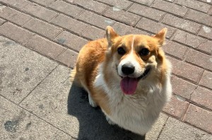 短腿犬的魅力——探索这些小型犬的特点和饲养之道（小而坚毅，短腿犬的迷人魅力及适应生活的技巧）