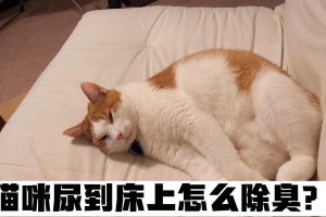 猫咪进食后排便时间长短的因素及注意事项（探究猫咪排便时间的关键因素和如何维护其消化系统健康）