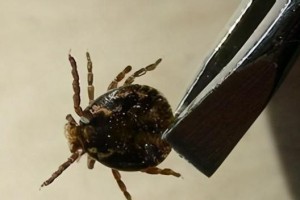 狗蜱虫（狗蜱虫的形态特征、生命周期与传播途径）