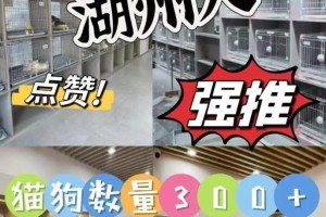 宠物购买平台推荐（从哪些平台购买宠物更可靠？）
